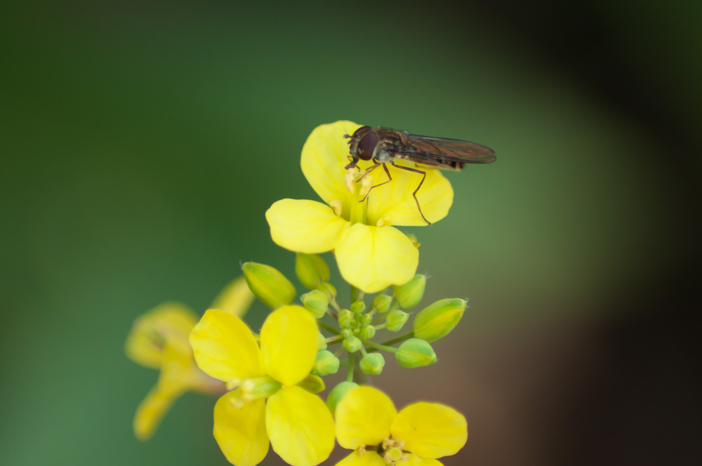 mosca flor groga amarilla macro bokeh detalle fly detail