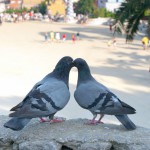 Coloms Petó Amor Parc Güell passejades fotogràfiques panoràmica Barcelona Joan Torrens